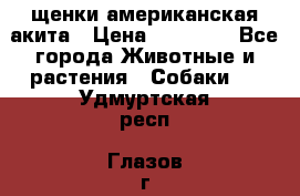 щенки американская акита › Цена ­ 30 000 - Все города Животные и растения » Собаки   . Удмуртская респ.,Глазов г.